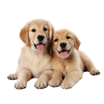 pngtree-golden-retriever-cute-dog-and-puppy-png-image_11504354